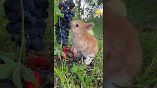 nature naturelover naturalbeauty naturephotography bunny fruitlover shorts viralvideo [upl. by Lathe]