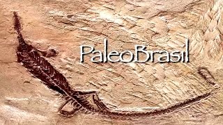 PaleoBrasil  Araripe [upl. by Phail]