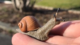 Papo Animals：Snail 2020 （Added Gloss Varnish） [upl. by Aid]