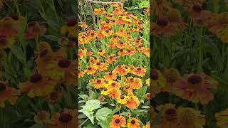 Helenium flowers Regents Park London July 2024 [upl. by Busby324]