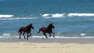 Wild Horses Running on Corolla Beach North Carolina [upl. by Berky]