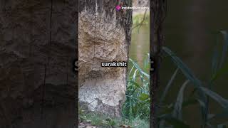 Beavers aur Termites Nature ke Engineer facts funfacts [upl. by Leay]