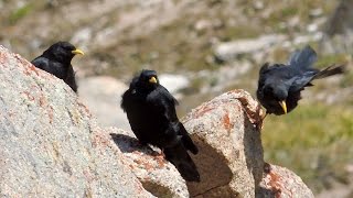 Yellowbilled Chough  Альпийская галка  Pyrrhocorax graculus [upl. by Akinat]