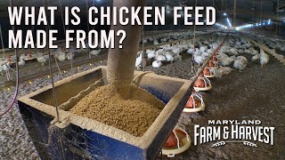 What is Chicken Feed Made From  MD FampH [upl. by Llevron]