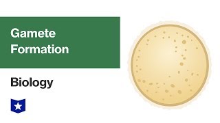 Gamete Formation  Biology [upl. by Assen191]