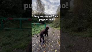 Wee bit of canicross to find a puppuccino canicross irishwaterspaniel puppy iws uddingston [upl. by Lama9]