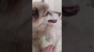 canine Cushings disease 25 year post diagnosis update [upl. by Allimrac]