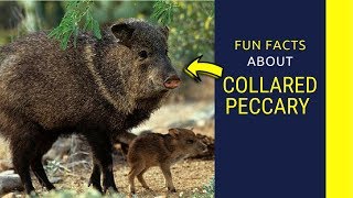 Collared Peccary facts javelina animal sound adaptations and attack information [upl. by Halbeib]