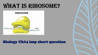 Ribosome structure and function  Biology class 9th [upl. by Ert]