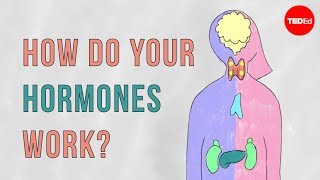 How do your hormones work  Emma Bryce [upl. by Daphna]