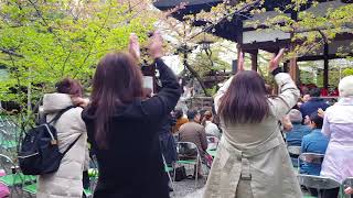 矢沢永吉さんのものまね ブランキー矢沢 サクラ祭り天孫神社 滋賀県 사쿠라마츠리 sakurafestival🌸🌸 [upl. by Yeldnarb]