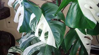 😻 Repotting Variegated Monstera Albo Borsigiana kattzkorner🐾 variegatedmonsteraalbo plantmom [upl. by Beverlie]