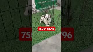 Lhasa apso puppy Available Delhi NCR pet shop fast booking puppies [upl. by Bear]