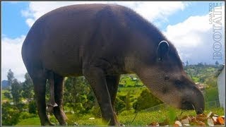 Ecuador Presenta al TAPIR en Animales Hermosos Del Mundo  Bootate TV [upl. by Attenreb503]