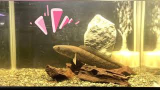 Aquariumfish SnakeHead Channa Channa stewartii spKarlbi Anglong [upl. by Quincy]