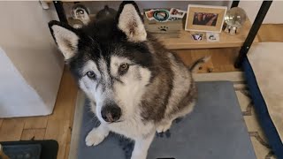 Husky Gets A Big Surprise After Vets Visit [upl. by Yeltsew403]