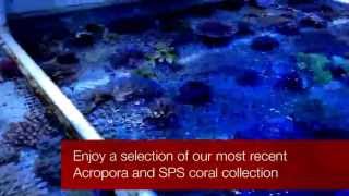 Cairns Marine Acropora and SPS Collection [upl. by Essirehc]