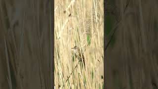 Beautiful bird singing Great Reed Warbler [upl. by Connel261]