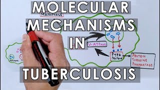 Molecular Mechanisms in Tuberculosis [upl. by Edwards]