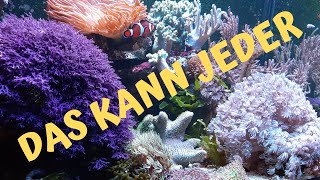 Meerwasseraquarium einfach und pflegeleicht  Makroalgen  Weichkorallen Easy Reef Update Dez 20 [upl. by Attesoj514]