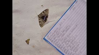 Mothings Holy Grail returns Moth trapping  Gamston Wood September 21st 2024 [upl. by Kathrine]