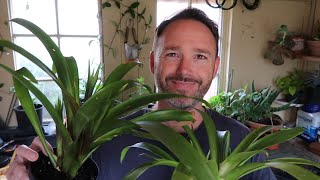 Bromeliad Care and Propagation  Guzmania [upl. by Nats807]