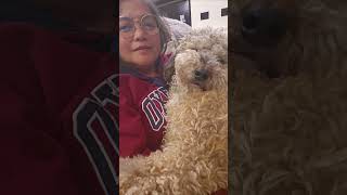 Clingy bernedoodle tired after the park youtubeshorts dog youtubevideo like subscribe [upl. by Perreault]