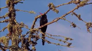 Green Woodhoopoe calling [upl. by Casilde492]