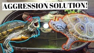 Dealing With TURTLE AGGRESSION  PreventionSOLUTION [upl. by Annawoj]