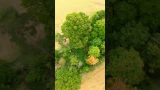 Sbang  Treestyle fpv fpvquadcopter quadcopter drone fpvdrone dji djidrone fpvfreestyle [upl. by Otrevogir848]