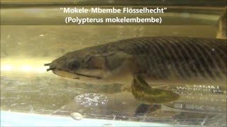 Polypterus mokelembembe [upl. by Rolf]