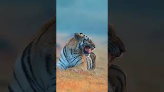 Tiger growling sounds 😱 beautiful tiger growling youtubeshorts viralvideo [upl. by Fulks]