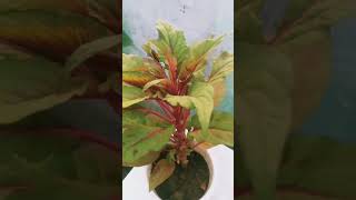 Magical plant amaranthus or chollai youtube youtubeshort youtubevideo [upl. by Htebsil]