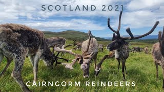 Cairngorm Reindeer Walk [upl. by Garcon98]