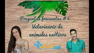 Preguntas frecuentes sobre petauros 3 Contesta un veterinario Animales Exóticos 24 horas [upl. by Kcirtapnaes25]