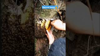 Extreme Honeycomb harvesting 🍯Harvesting honey from beehive 🐝 EP125 trending shorts honey [upl. by Lorn]