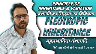 Pleiotropy Genetics  बहुप्रभाविता bahuprabhavita pleiotropy class 12 biology chapter 5 By Ashish [upl. by Rubina]