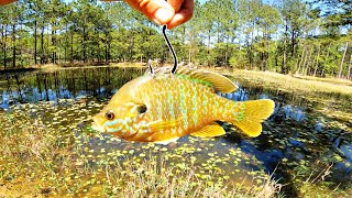 What Will My MASSIVE Pond Bass Do w Live Bluegill for Bait Feeding Frenzy [upl. by Venditti566]