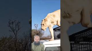 Beautiful white loin videos lion wildlife animals whitelion shortsfeed animalshorts [upl. by Auof]