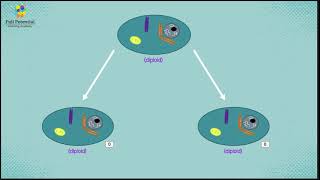 Homologous Chromosomes vs Sister Chromatids  Online Tutoring  Full Potential Learning Academy [upl. by Frank]