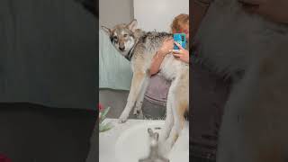 Wolfdog Growing Up Timelapse [upl. by Asim478]