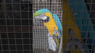 Blueandyellow macaw has a tantrum to get treats parrot zoo birds macaws AmericanBirds [upl. by Rainah]