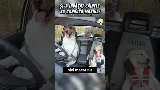 ACEST TIP ȘIA ÎNVĂȚAT CÂINELE SĂ CONDUCĂ AUTOcuriozități viral emotional poveste [upl. by Rannug]