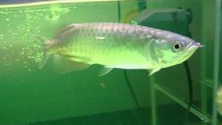 Scleropages formosus Green arowana [upl. by Aksoyn]