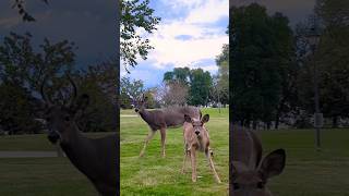 Feeding a buck and his fawn pears [upl. by Genna]