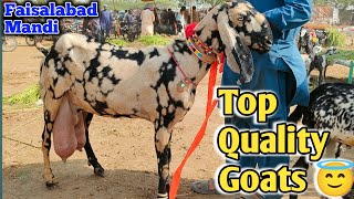 Dodh OR Bachyon wali bakriyan  Goat for sale in faisalabad mandi  5 Jul  pardesi mandi [upl. by Reede]