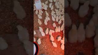 How to vaccinate your broilers against New castle disease [upl. by Nwahsauq83]