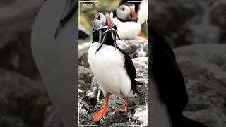 Puffins Fact  CRAZY PUFFIN FACTS you wont believe  Are they even real [upl. by Laitselec]