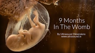 40 Weeks In The Womb by Ultrasound Dimensions [upl. by Suired]