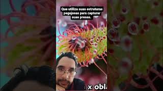 Drosera uma planta carnívora captura uma mosca biologo curiosidades ecologia insetos botanica [upl. by Sabelle]